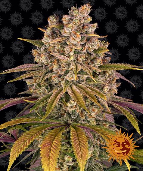 Lemon Tree fem