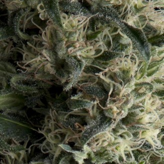 Auto Galaxy autofem