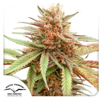 Durban Dew fem