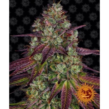 Mimosa EVO fem