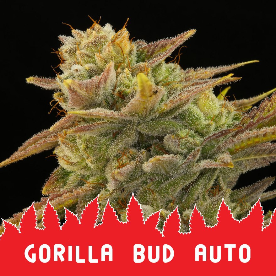Gorilla Bud auto