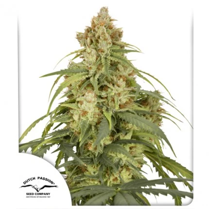 Auto CBD-Victory autofem