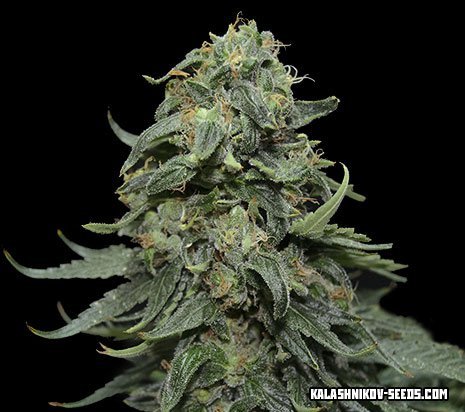 Kabul Express fem