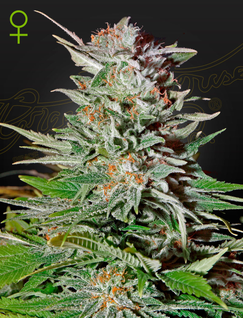 Super Lemon Haze Auto (Feminised) autofem