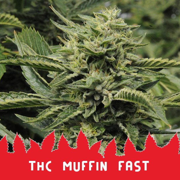 THC Muffin Fast fem
