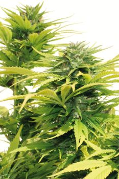 Buddha's Sativa fem