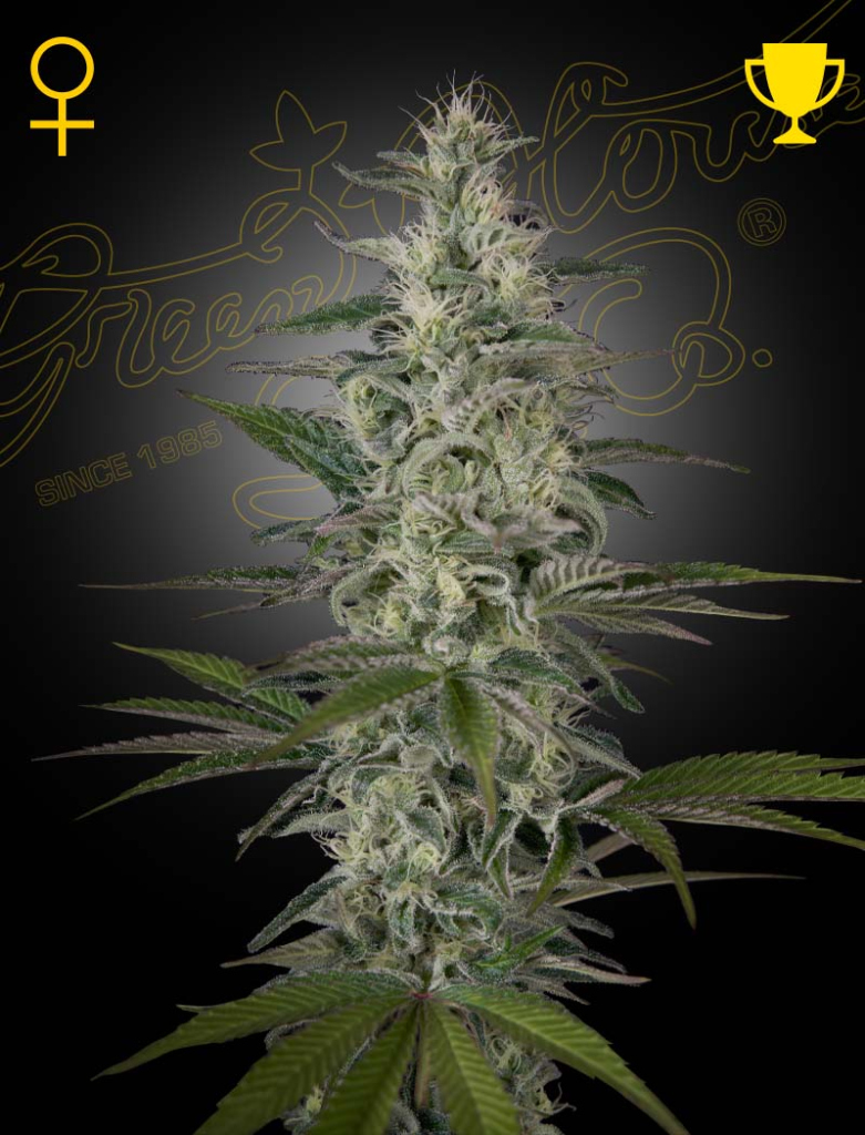 Hawaiian Snow (Feminised) fem