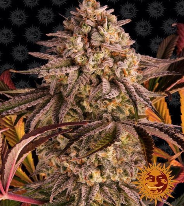 Blue Sunset Sherbert fem