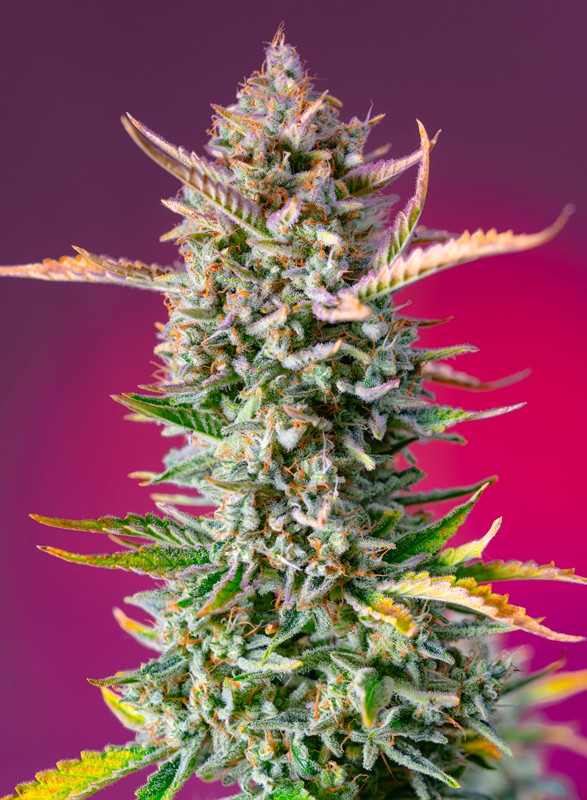Gorilla Sherbet F1 Fast Version® fem