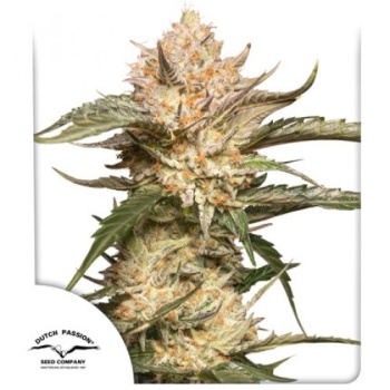 Auto Trichome & Cream autofem