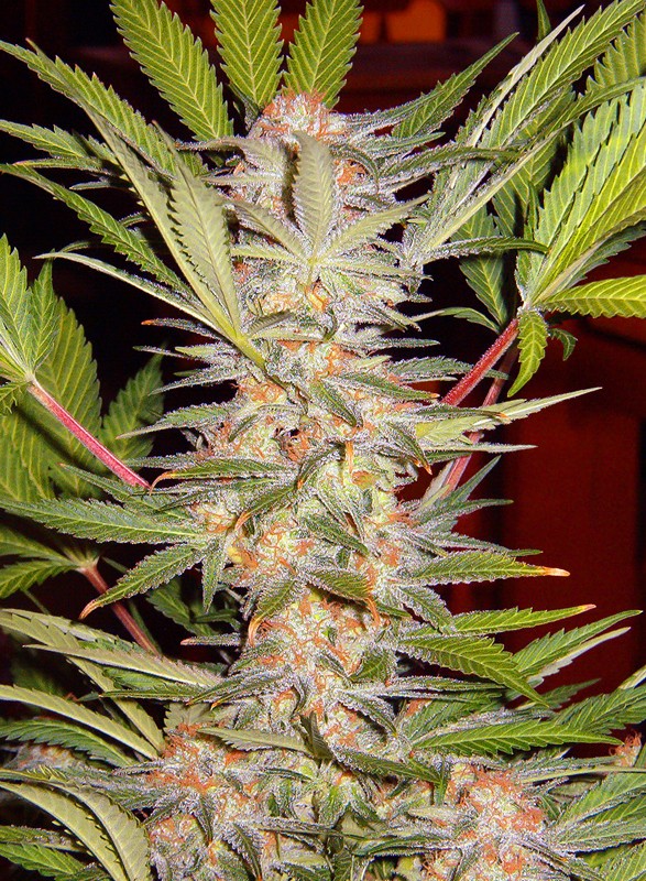 S.A.D. Sweet Afgani Delicious S1 fem
