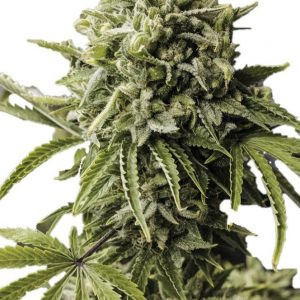 Auto Gummy Kush genetics autofem