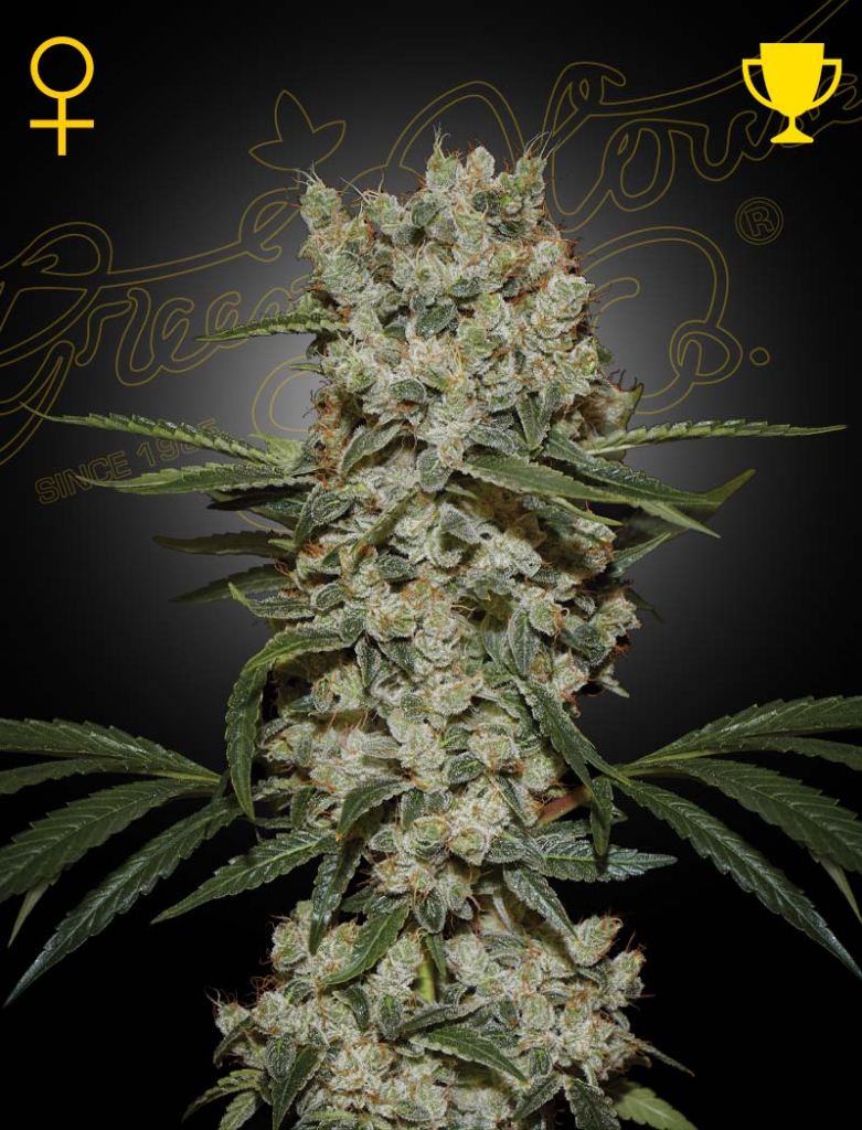 Super Silver Haze (Feminised) fem