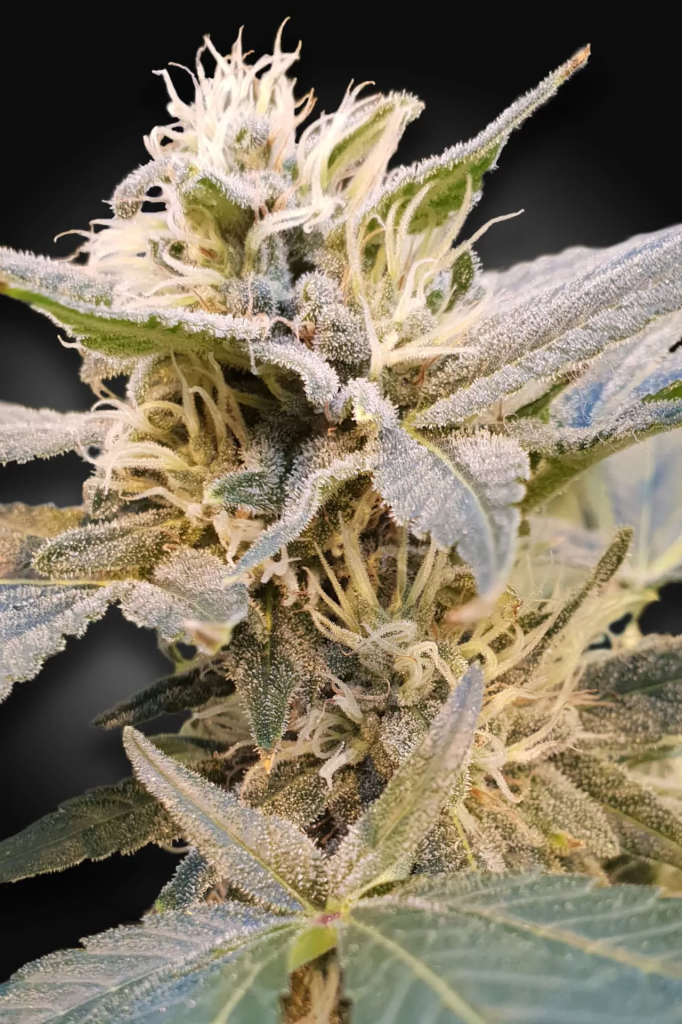 CBDelight fem