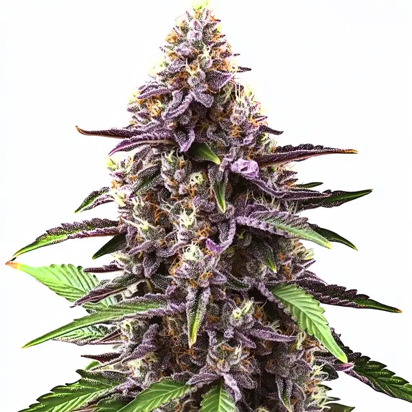 GranDaddy Purple fem