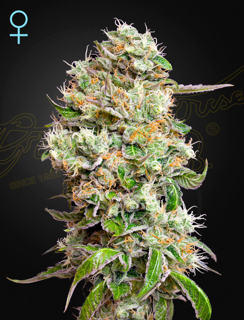 King’s Kush Autoflowering CBD (Feminised) autofem