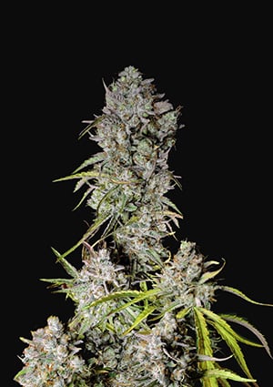 Strawberry Gorilla Auto autofem