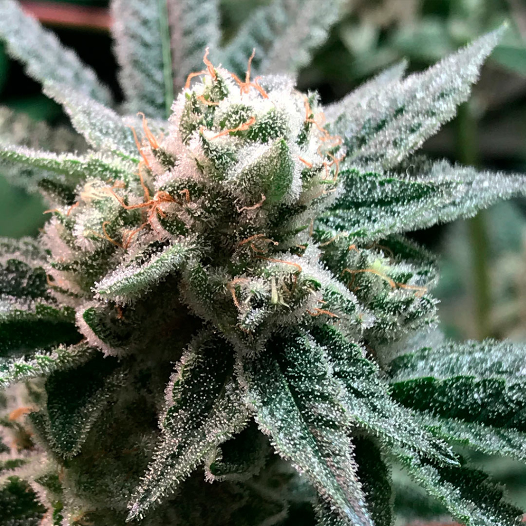 Sublimator fem