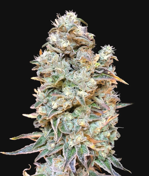 Zkittlez Mintz fem