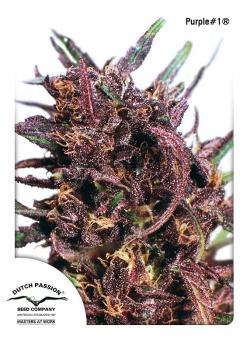 Purple №1 fem