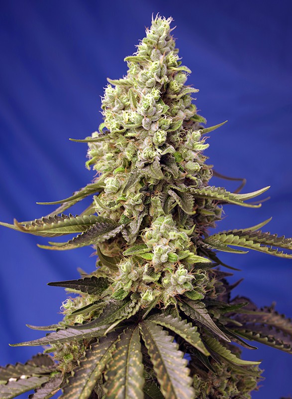 Runtz XL Auto autofem