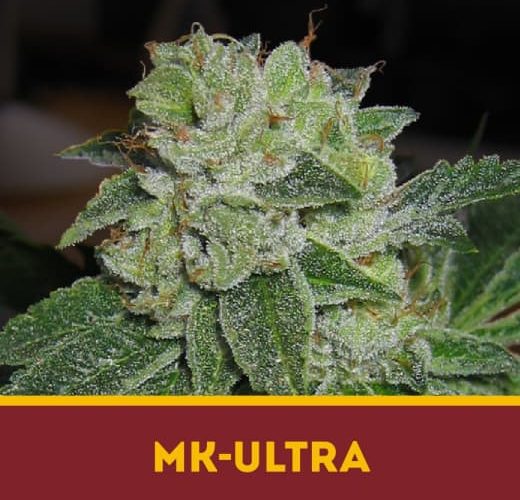 MK Ultra fem