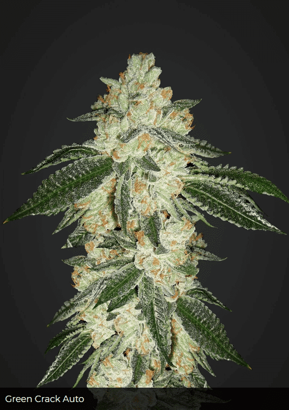 Green Crack Auto