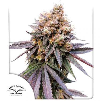 GMO Fast fem