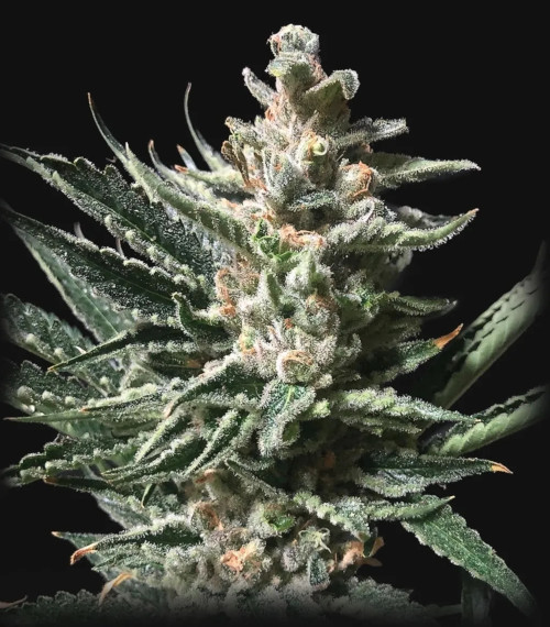 Girl Scout Cookies autofem