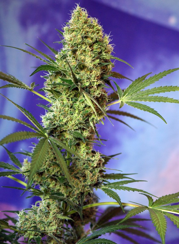 Big Devil Auto autofem