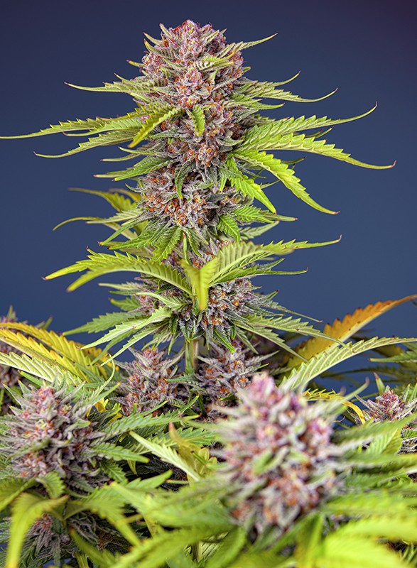 Mimosa Bruce Banner XL Auto autofem