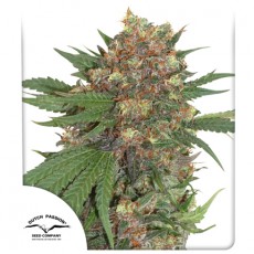 Master Kush fem