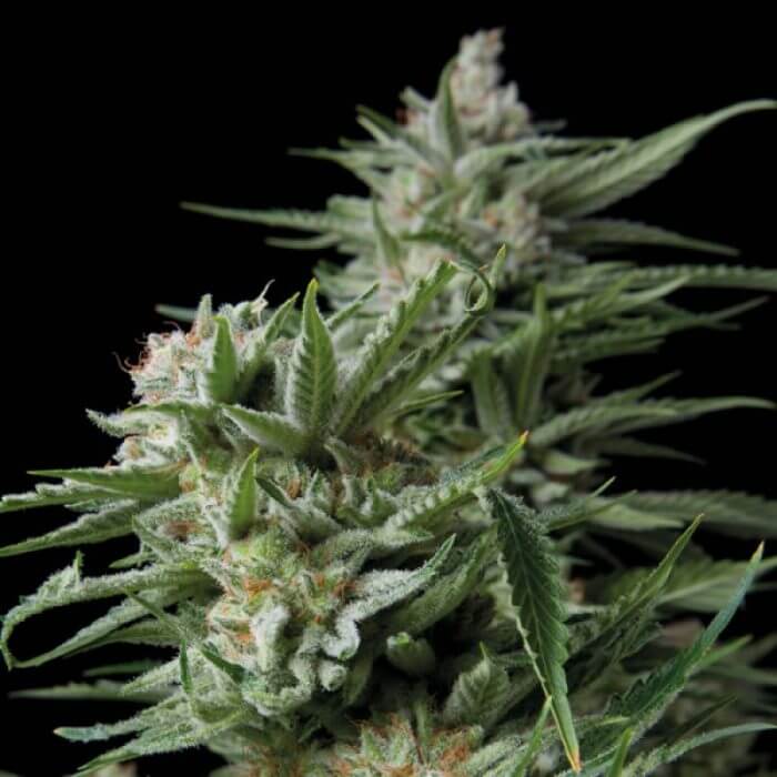 Sweet Madness fem