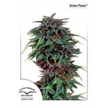 Durban Poison fem