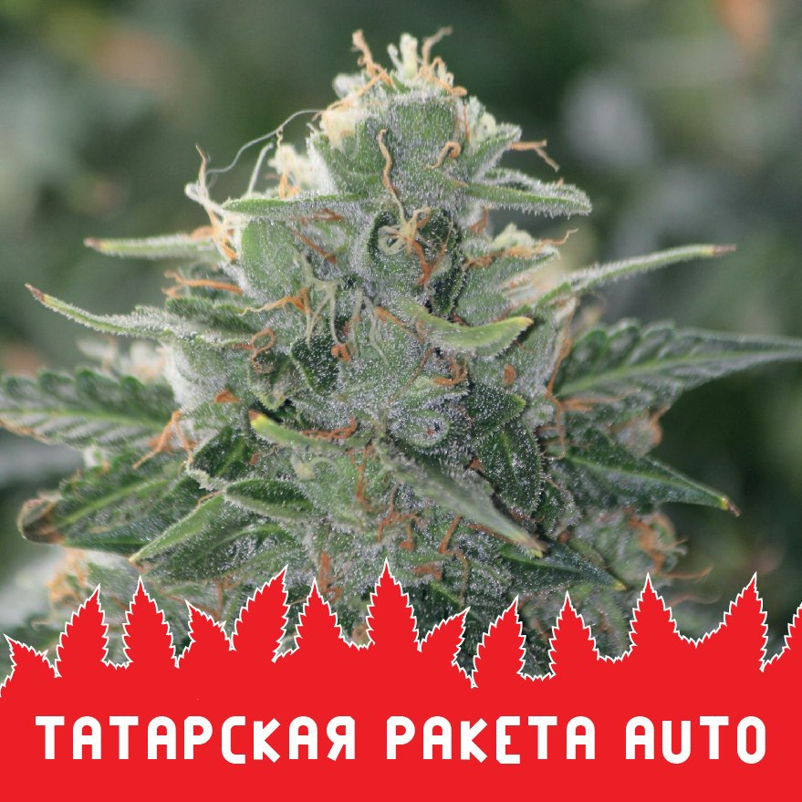 Татарская ракета auto