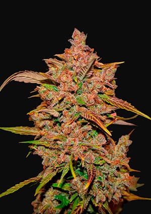 Crystal Meth autofem