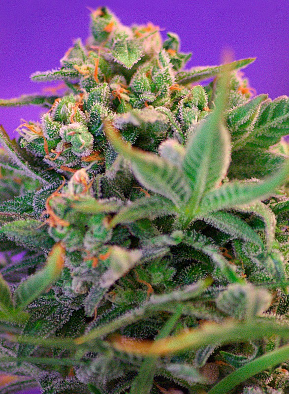 Sweet Cheese fem