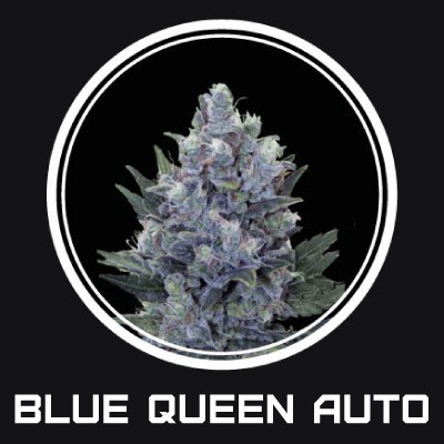 Blue Queen auto
