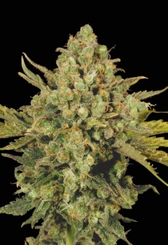 White Widow fem