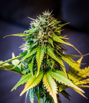 AK 47M fem