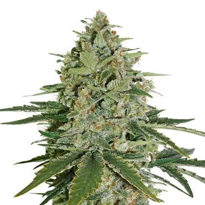 Super Skunk Auto autofem