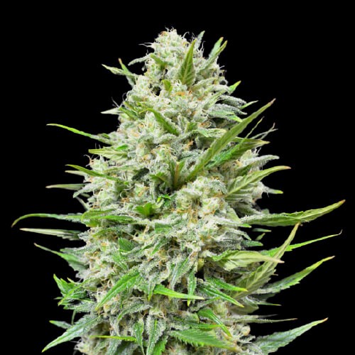 Amsterdam Herer Auto autofem