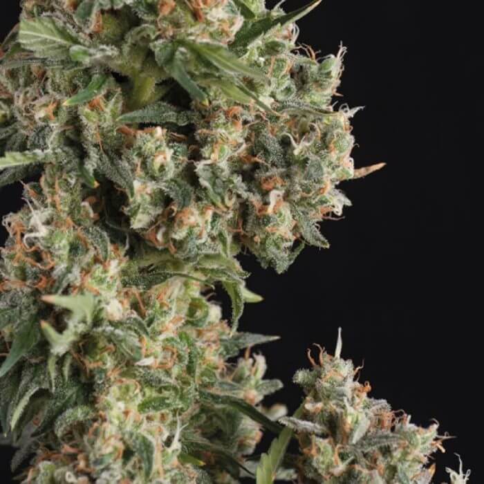 AK 74 Auto autofem