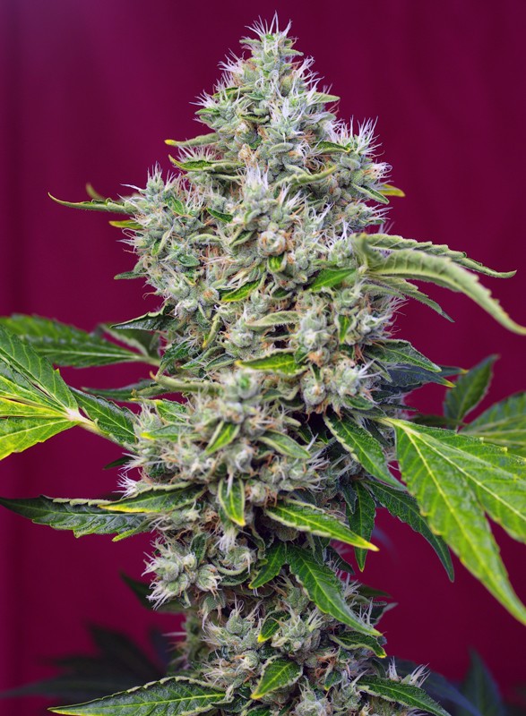 San Fernando Lemon Kush fem