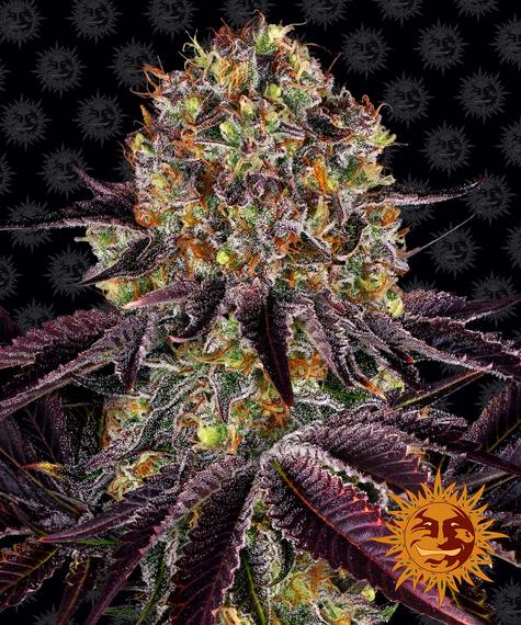 Runtz x Layer Cake fem