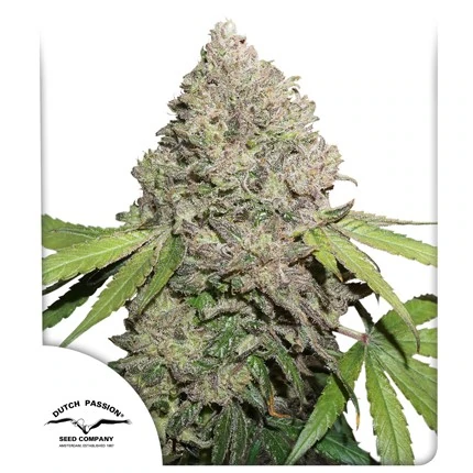 CBD Charlotte’s Angel fem