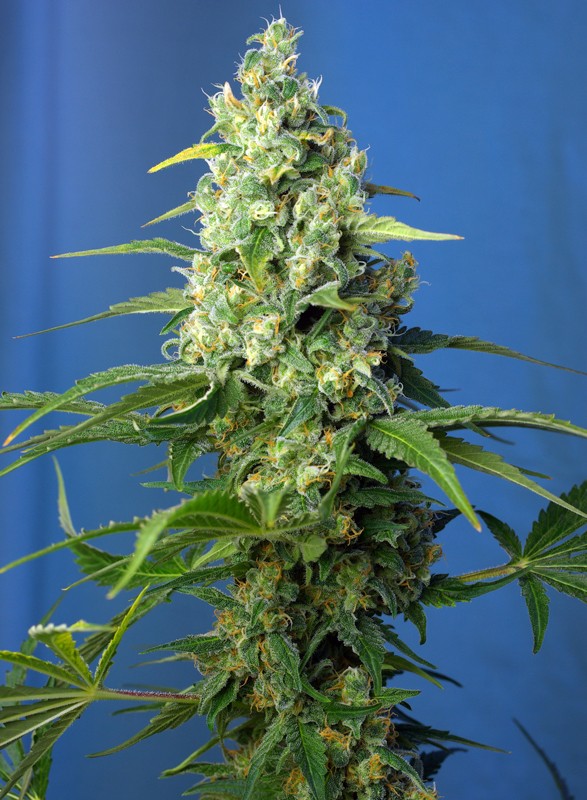 Honey Peach Auto CBD® autofem