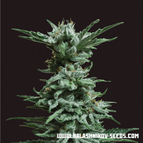 AK Skunk fem