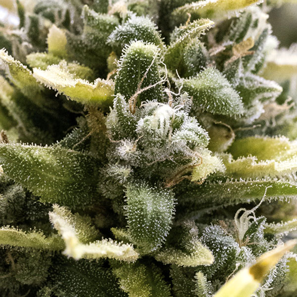 OG Kush Auto (Feminised) autofem