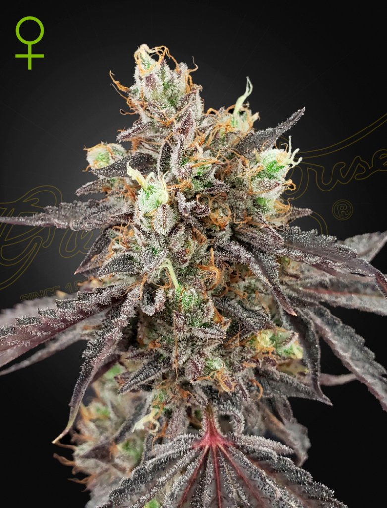 Gelato 41 x Gelato 41 Auto (Feminised) autofem